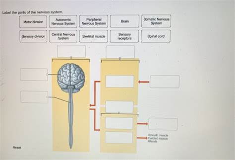 Solved Label the parts of the nervous system. Motor division | Chegg.com