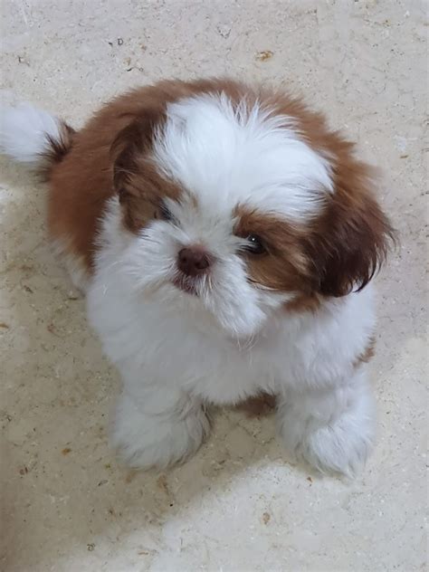 Shih Tzu Pup 2 Months Old 😍 Dog Waiting Shih Tzu Shih Tzu Puppy