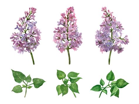 Premium Vector Set Of Elements Of Lilac Flowers And Leaves Botanical