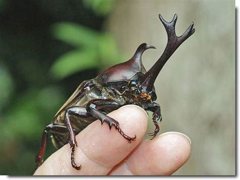 Besouro Rinoceronte Caracter Sticas Curiosidades E Habitat Natural