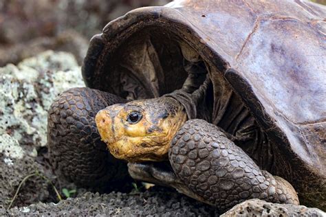 Hallan Restos De Tortugas Galápago Especie En Peligro De Extinción