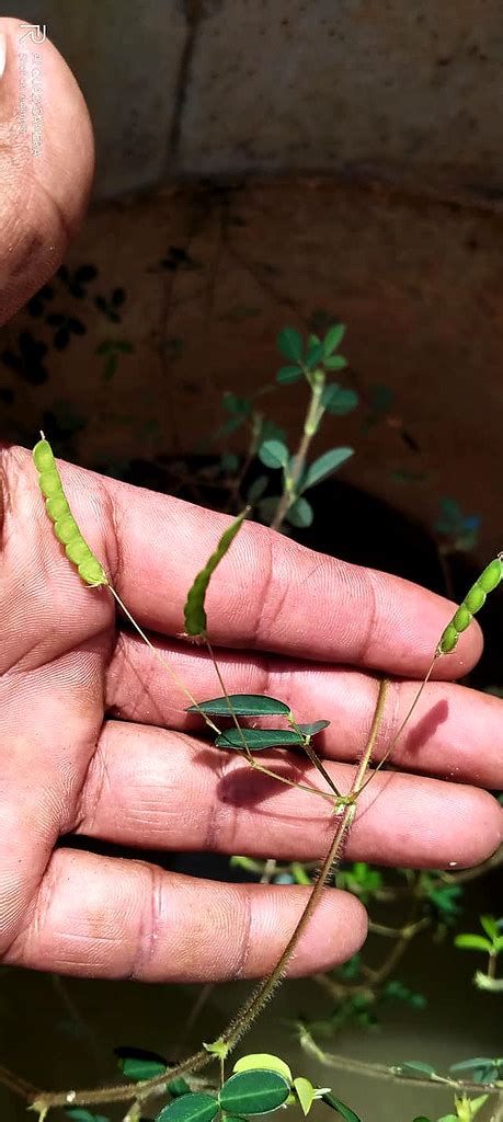 Desmodium Triflorum L DC Kedah Malaysia Image Credi Flickr