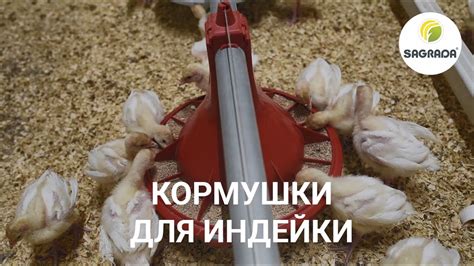Кормушки для индейки – идеально для индюшат | Оборудование SAGRADA ...