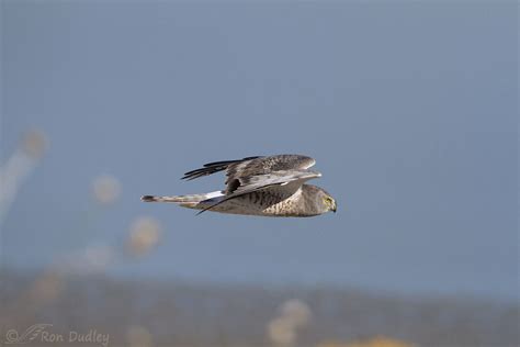 Male Northern Harrier Flying Fast – Feathered Photography