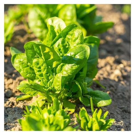 Spinach Seeds America 1 Lb ~33 600 Seeds Spinacia Oleracea Farm