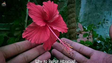 5 Steps For Repotting Hibiscus Plant Safely Pure Greeny Pure Greeny