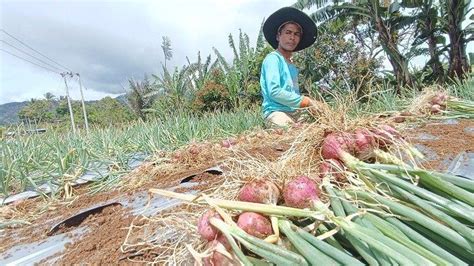 Mengunjungi Petani Bawang Merah Di Solok Baru Dipetik Pembeli Bisa