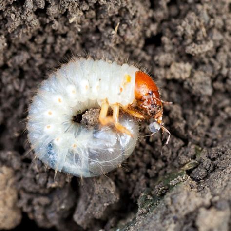 What Do Japanese Beetles Eat And Ways To Fight Them