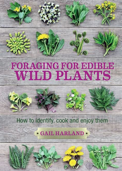 Foraging For Edible Wild Plants How To Identify Cook And Enjoy Them