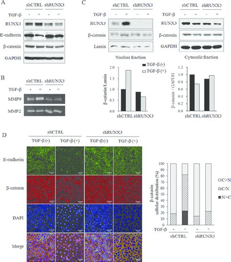 The Effect Of Runx3 Knockdown On The Expression Of Emt Markers By Oscc Download Scientific