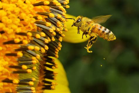 How To Protect Pollinators And Cope With Pollen Season The Washington