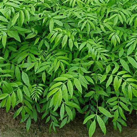 Green Amra Fruit Plant at Best Price in Barasat | Green India Nursery Plant