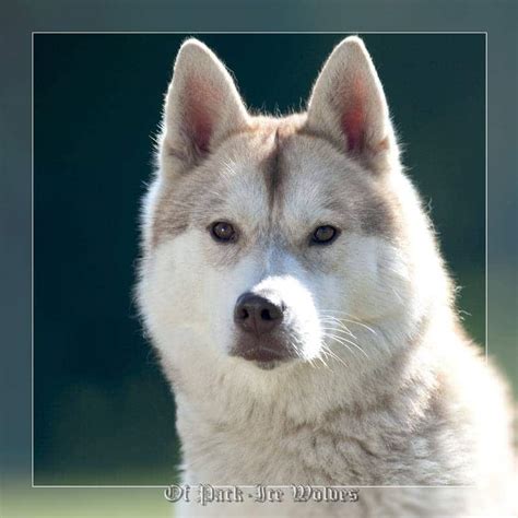 Le Husky : origine, caractère, santé - Un chien fantastique à découvrir