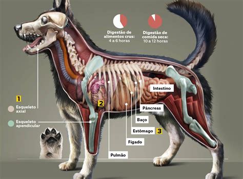 Megainfogr Fico Como O Corpo De Um Cachorro Skeleton Anatomia