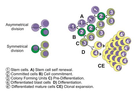 stem cell evolution - Celartia