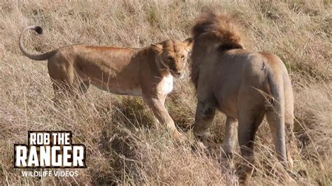 Lion Lovers In The Sun Maasai Mara Safari Zebra Plains Youtube