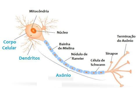 Neurônios Toda Matéria