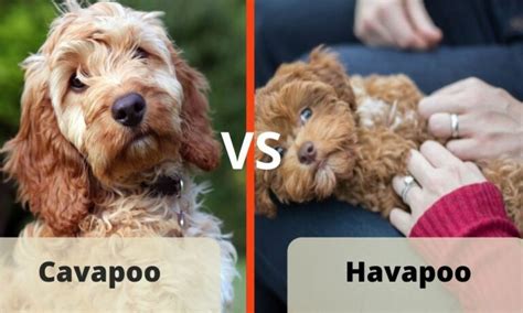 Cavapoo Vs Havapoo Similarities And Differences Jaxery