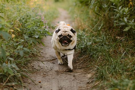 High Park Pug Border Collie Session Danica Oliva Pet Photography