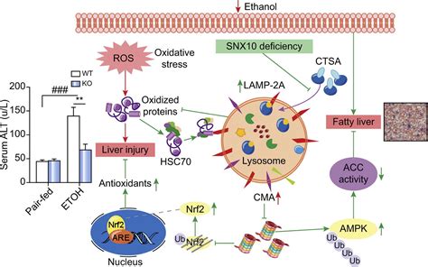 SNX10 Mediates Alcohol Induced Liver Injury And Steatosis By Regulating