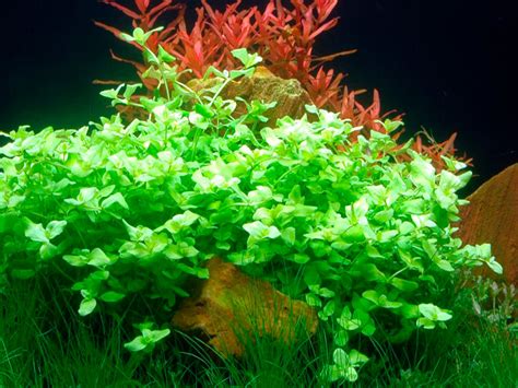 Bacopa Australis Cultivar Y Cuidar Esta Planta Acuática Exótica