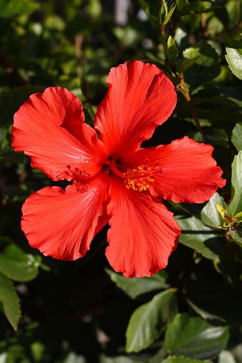 Red Hibiscus Bloom Free Stock Photo Public Domain Pictures