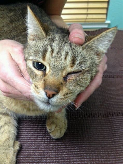 Foxtail Awareness Month May 2016 Animal Hospital In Fairfield