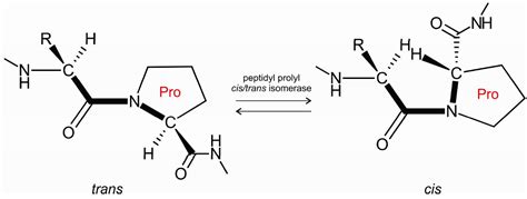 Ijms Free Full Text Proline Residues As Switches In Conformational