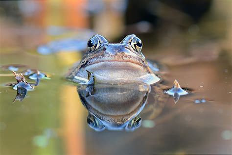 Free Images Nature Wildlife Portrait Amphibian Fauna Close Up