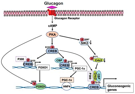 Liver Metabolism Regulation By Transcriptional Factors And Coactivators