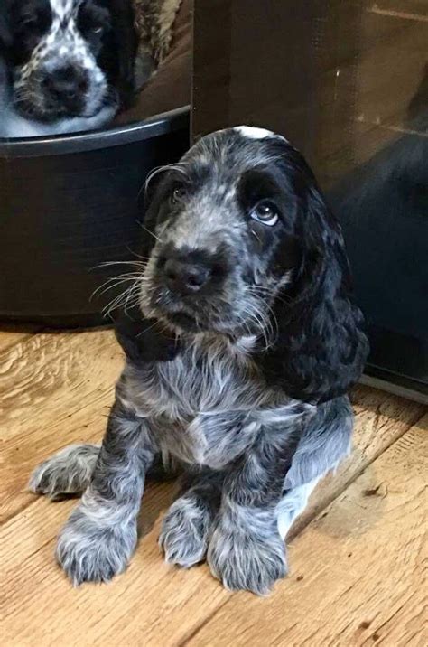 We have one beautiful blue roan male KC registered show cocker spaniel for sale. Both parents ...