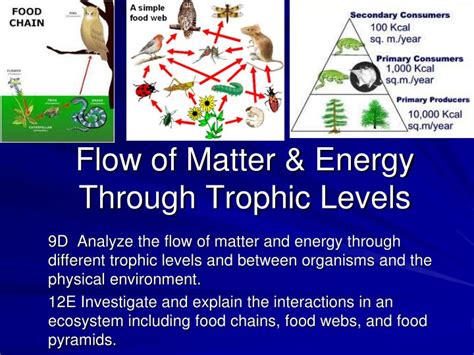 PPT - Flow of Matter & Energy Through Trophic Levels PowerPoint ...