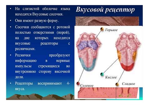 Функции и свойства рецепторов, виды - презентация онлайн