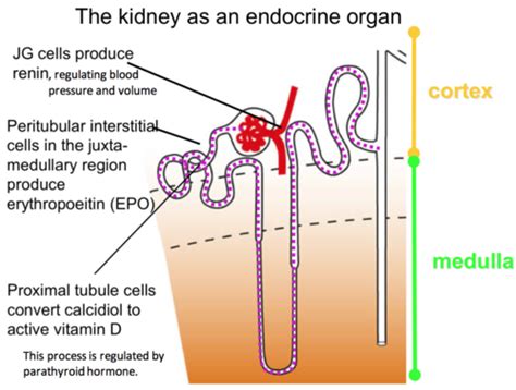 Renal Failure And Dialysis Flashcards Quizlet