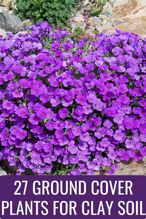 Ground Cover Plants For Clay Soil You Ll Love Ground Cover Plants