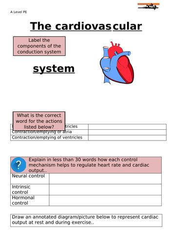 Cardiovascular System Work Sheet Teaching Resources