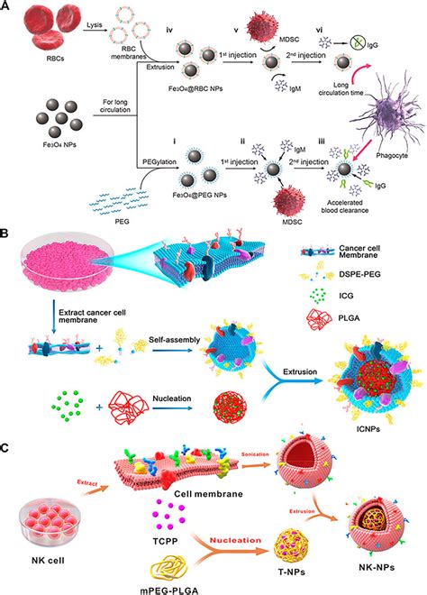 Frontiers Engineered Cell Membrane Derived Nanocarriers The Enhanced