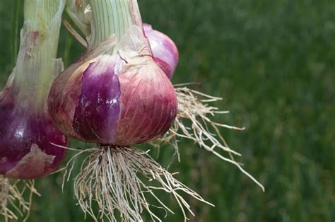 Onion Roots Everything You Need To Know Right Here