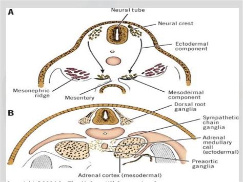 Left Adrenal Gland Anatomy