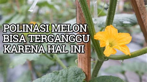 Tanaman Melon Bisa Gagal Polinasi Jika Kamu Lakukan Hal Ini YouTube