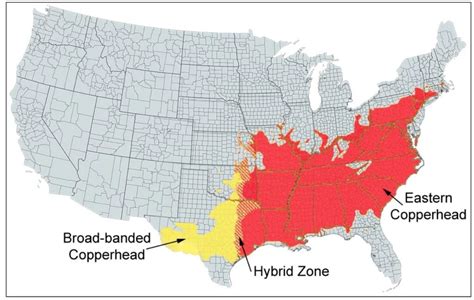 The 7 Types of Venomous Snakes in Georgia! (ID Guide) (2022)