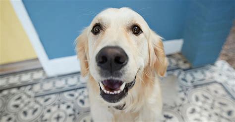 Mal Aliento En Los Perros Cómo Cuidar Los Dientes De Tu Mascota Infobae