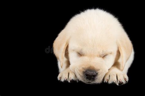 Chiot De Labrador Se Tenant Sur Le Noir Disolement Image Stock Image