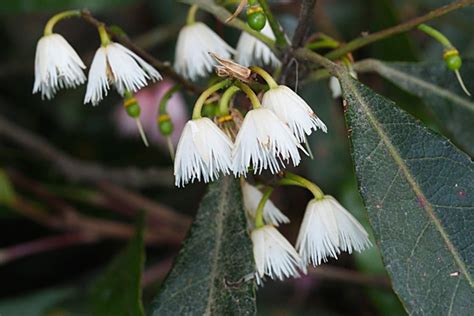 Elaeocarpus Reticulatus Australian Native Plants Society Australia