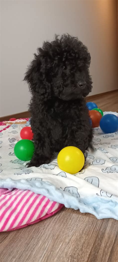 Pudel toy black czarny czarne Tarnów OLX pl