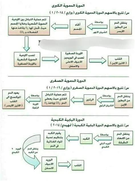 مخططات "الدورة الدموية الكبرى والصغرى والبابية الكبدية الثالث_متوسط ...