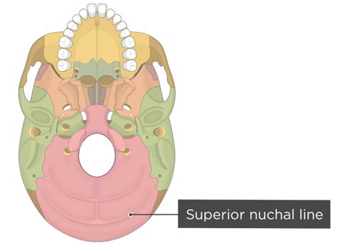 Skull Bone Markings - Inferior View - Part 2