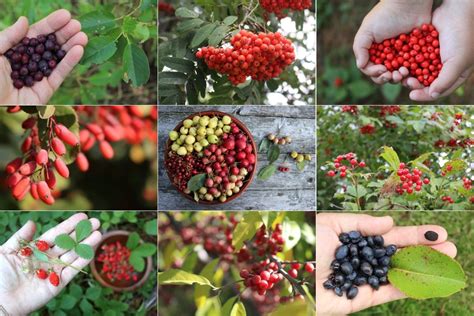 50+ Edible Wild Fruits and Berries | Practical Self Reliance