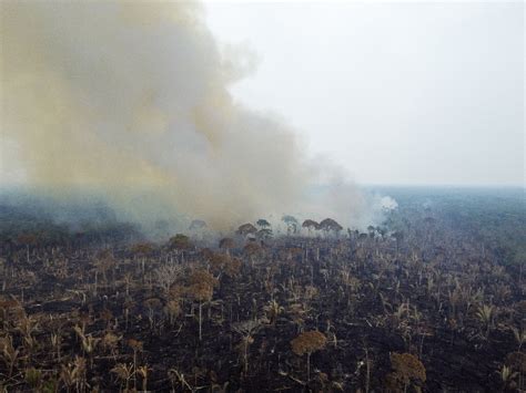 Desmatamento na Amazônia brasileira registra recorde em setembro Folha PE