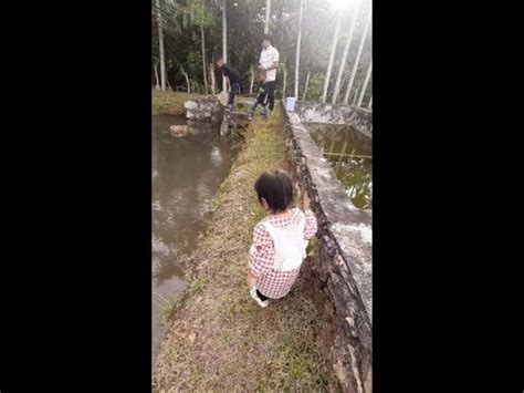 Memancing Ikan Lele Ikan Gurami Ikan Nila Di Kebun Kakek YouTube